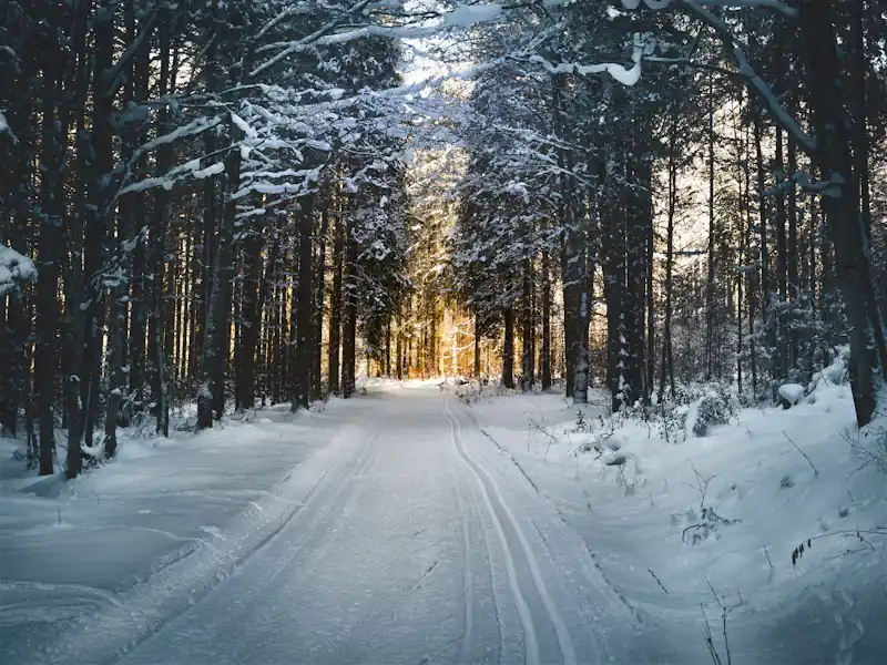 Snow trail through the forest