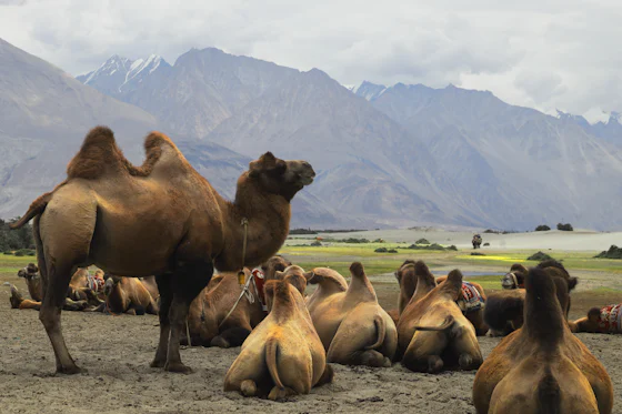 Nubra Dunes
